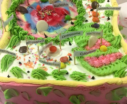细胞模型蛋糕